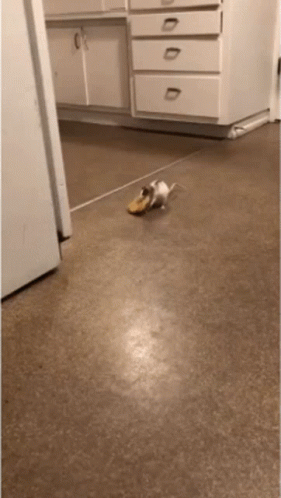 A Mouse Is Playing With A Banana Peel On A Kitchen Floor GIF