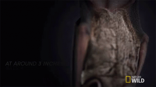 A National Geographic Advertisement Shows A Bat GIF