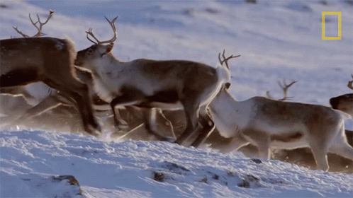 A National Geographic Logo Can Be Seen Above A Herd Of Deer GIF