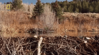 A National Geographic Logo Can Be Seen In The Background Of A Field GIF