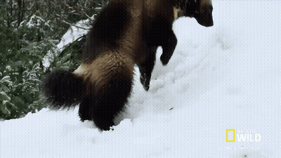 A National Geographic Logo Can Be Seen In The Background GIF