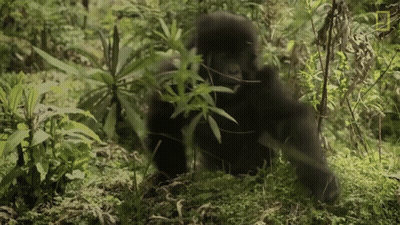 A National Geographic Logo Can Be Seen On The Bottom Right Of A Picture Of A Gorilla GIF