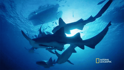 A National Geographic Photo Of Sharks In The Water GIF