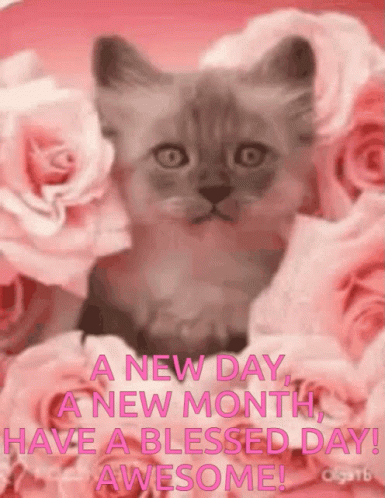 A New Day A New Month Have A Blessed Day Awesome Kitten GIF