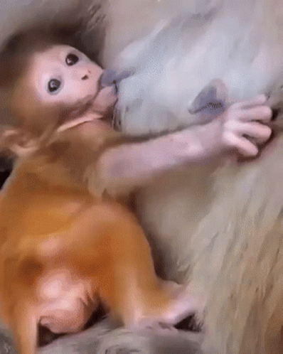 A Painting Of A Baby Monkey Laying On A Rock GIF