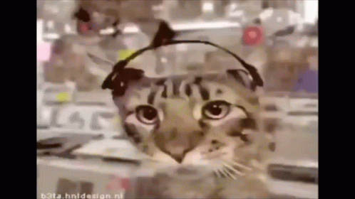 A Painting Of A Cat Wearing Headphones With The Website Beta.hn/design.nl At The Bottom GIF