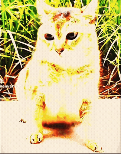 A Painting Of A Cat With A Watermark That Says ' Neiwarrior ' On It GIF