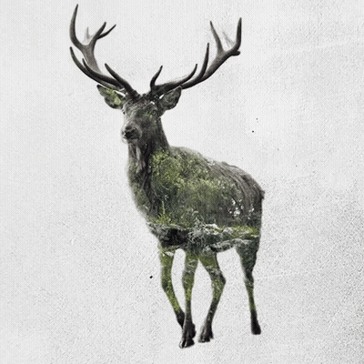 A Painting Of A Deer With Antlers And A Forest In The Background GIF