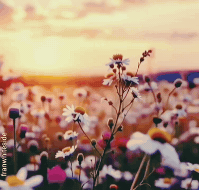A Painting Of A Field Of Flowers With The Words Franwhiteside On The Bottom Right GIF