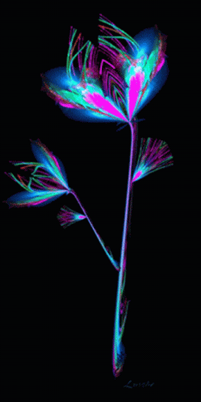 A Painting Of A Flower With The Name Lueche On The Bottom Left GIF