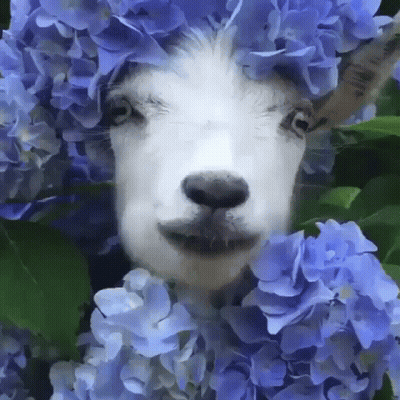 A Painting Of A Goat Surrounded By Blue Hydrangea Flowers GIF