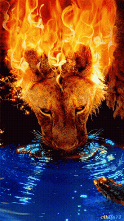 A Painting Of A Lion Drinking From A Pool Of Water With The Number 73 On The Bottom GIF