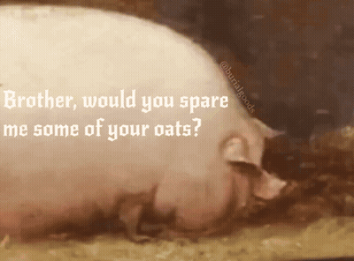A Painting Of A Pig With A Caption That Says Brother Would You Spare Me Some Of Your Oats GIF