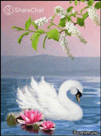 A Painting Of A White Swan With Pink Flowers In The Water GIF