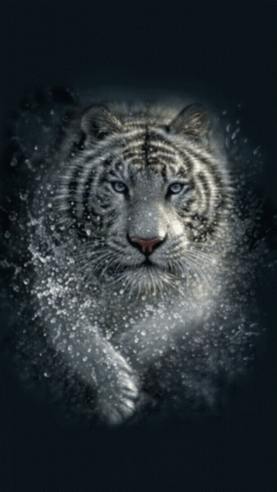 A Painting Of A White Tiger With Blue Eyes On A Dark Background GIF