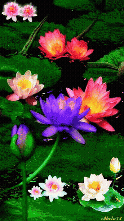 A Painting Of Water Lilies With The Name Akela73 At The Bottom GIF
