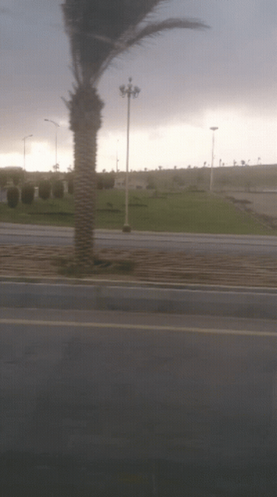 A Palm Tree Is Blowing In The Wind Along The Side Of The Road GIF