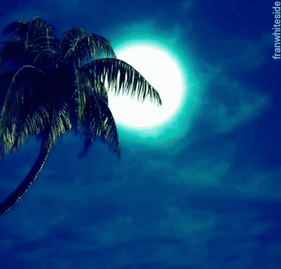 A Palm Tree Is Silhouetted Against A Full Moon With The Words Good Night Below It GIF