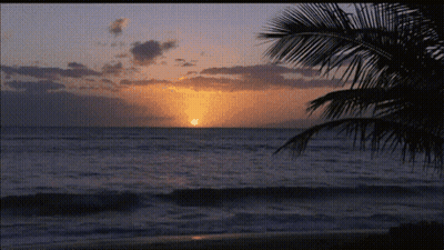 A Palm Tree Is Silhouetted Against A Sunset Over The Ocean GIF