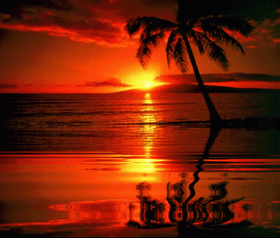 A Palm Tree Is Standing In The Water At Sunset GIF