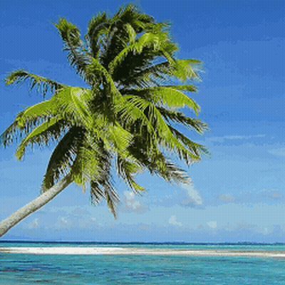 A Palm Tree On A Beach With The Ocean Behind It GIF