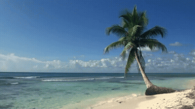 A Palm Tree On A Sandy Beach With The Ocean Behind It GIF