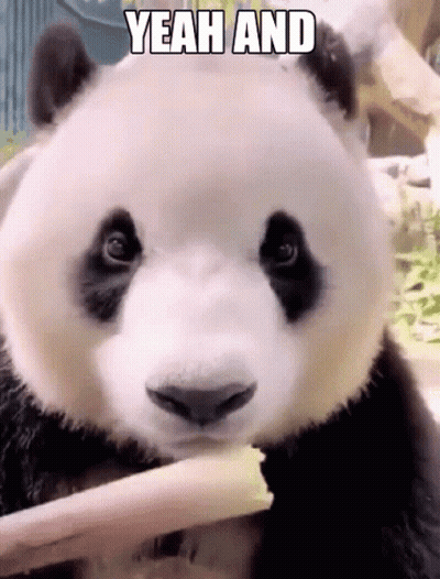 A Panda Bear Is Eating A Piece Of Bamboo With The Words Yeah And Above It GIF
