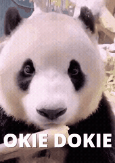 A Panda Bear Is Eating A Piece Of Food With The Words `` Okie Dokie '' Written Next To It . GIF