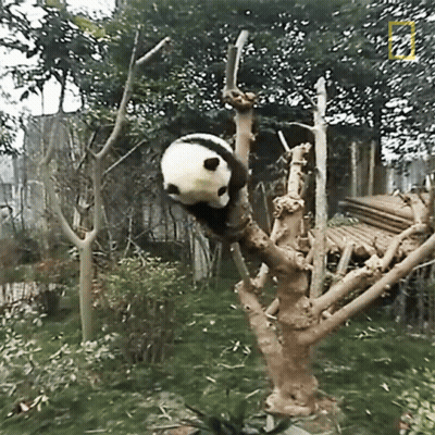 A Panda Bear Is Hanging Upside Down From A Tree GIF