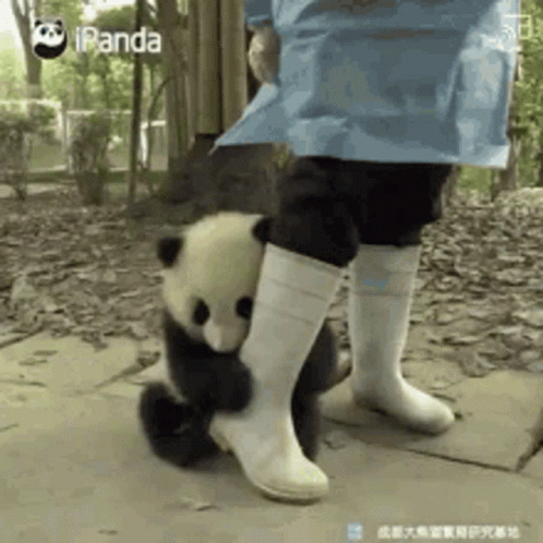 A Panda Bear Is Hugging A Person 'S Leg In White Boots . GIF