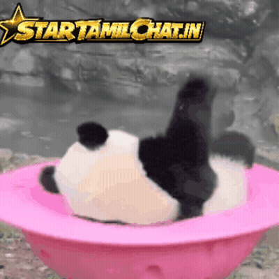 A Panda Bear Is Laying In A Pink Bowl With A Star Tamilchat.in Logo Above It GIF
