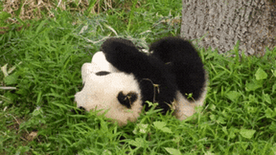 A Panda Bear Is Laying In The Grass On Its Back GIF