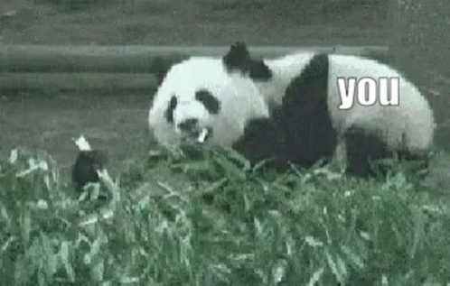 A Panda Bear Is Laying In The Grass With The Words `` You '' Written On It . GIF