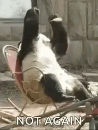 A Panda Bear Is Laying On Its Back In A Chair With Its Paws In The Air . GIF