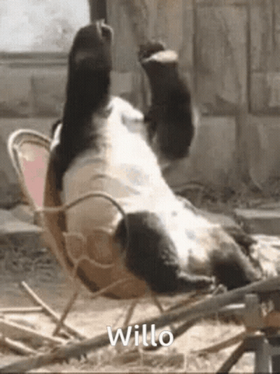 A Panda Bear Is Laying On Its Back In A Chair With The Word Willo Written Below It GIF