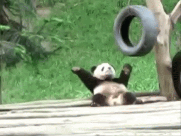 A Panda Bear Is Laying On Its Back With Its Arms Outstretched . GIF