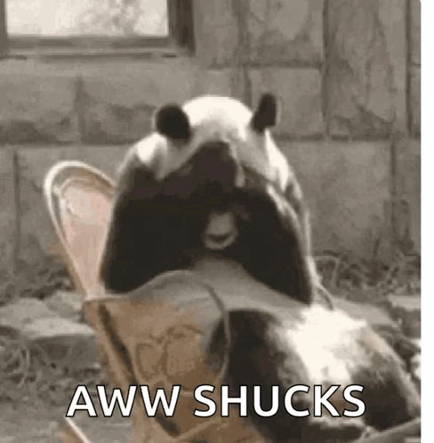 A Panda Bear Is Sitting In A Chair With Its Mouth Open And The Words `` Aww Shucks '' Written On The Bottom . GIF