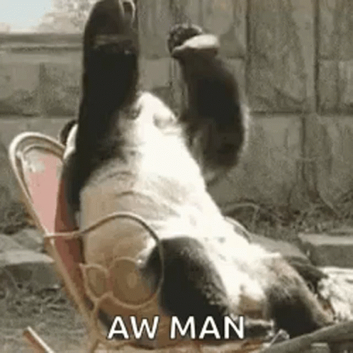 Panda Sitting In Rocking Chair With Paws In Air GIF