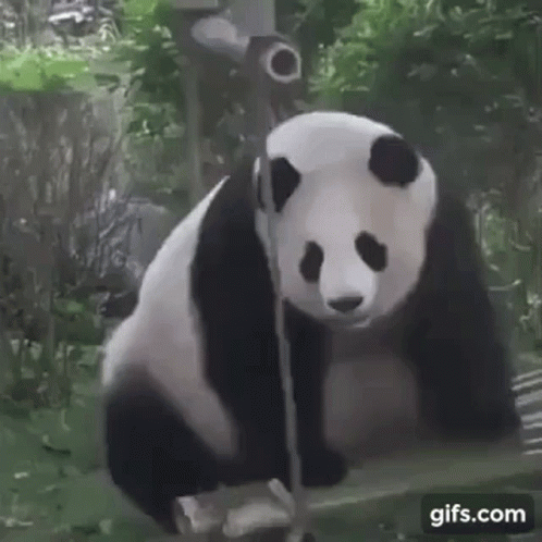 A Panda Bear Is Sitting On A Rope And Looking At The Camera . GIF