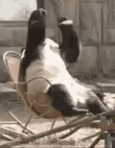 A Panda Bear Is Sitting On Its Back In A Chair . GIF