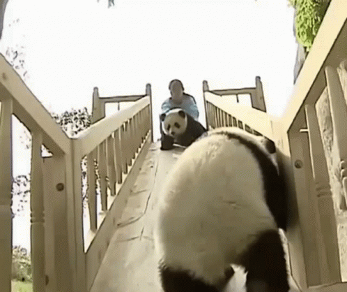 A Panda Bear Is Walking Down A Wooden Slide With A Person On Its Back . GIF
