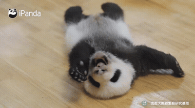 A Panda Bear Laying On Its Back With Ipanda Written On The Bottom Right GIF