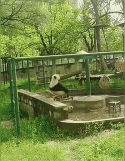 A Panda Bear Sitting On A Rocking Chair In A Park GIF