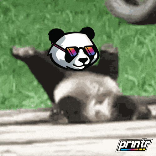 A Panda Bear Wearing Sunglasses Is Laying On Its Back With A Printr Logo In The Background GIF