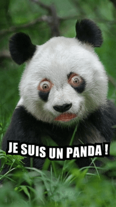 A Panda Bear With A Surprised Look On Its Face And The Words Je Suis Un Panda GIF
