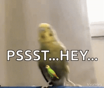A Parakeet Is Standing Next To Another Parakeet And Says Pssst Hey GIF
