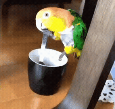 A Parrot Is Drinking From A Black Cup With A Spoon In Its Beak GIF