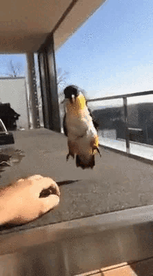 A Parrot Is Flying In The Air While Being Held By A Person On A Balcony . GIF