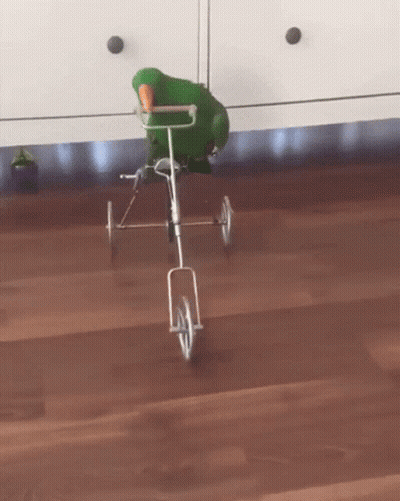 A Parrot Is Riding A Tricycle On A Wooden Floor GIF