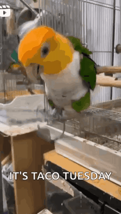 A Parrot Is Sitting On A Perch In A Cage . GIF